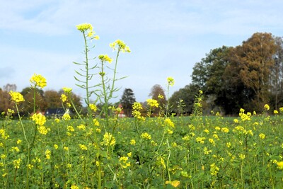 Zwischenfruchtbestand Wehnen