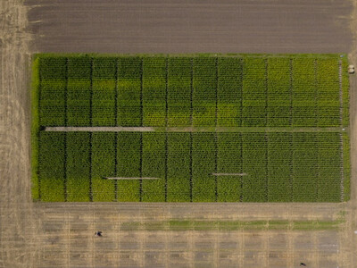 Versuch zum Wasserschutz und D&uuml;ngerecht am Standort Wehnen (645)