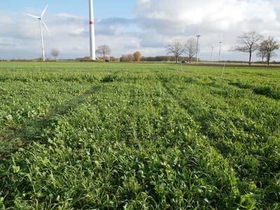 Wasserschutzversuch Schwüblingsen (647) 2022