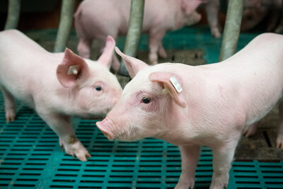Ferkel in einem Betrieb mit konventioneller Haltung.