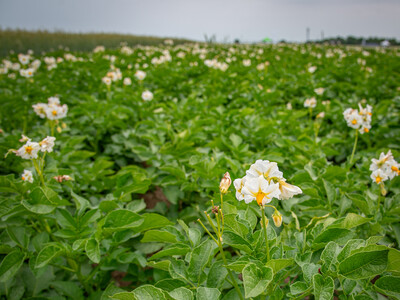 Versuchsparzelle mit Kartoffeln auf dem Gel&auml;nde des Feldtags zum Thema Landwirtschaft und Wasserschutz am 17.06.2026 in Schw&uuml;blingsen (Uetze/Region Hannover).