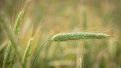Feldtag zum Thema Landwirtschaft und Wasserschutz am 17.06.2026 in Schw&uuml;blingsen (Uetze/Region Hannover).