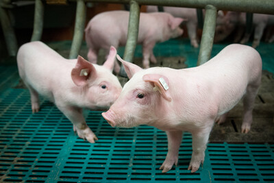 Ferkel in einem Betrieb mit konventioneller Haltung. - © Wolfgang Ehrecke Ferkel in einem Betrieb mit konventioneller Haltung.