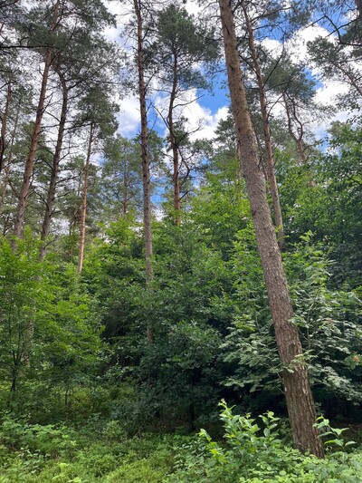 Sandkrug, Buchen Voranbau