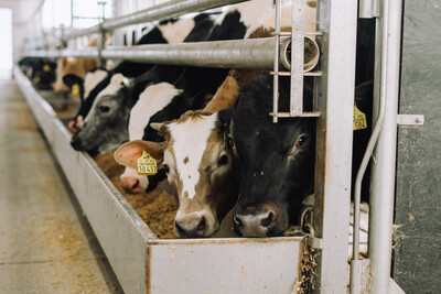 K&auml;lbermast mit Kreuzungstieren