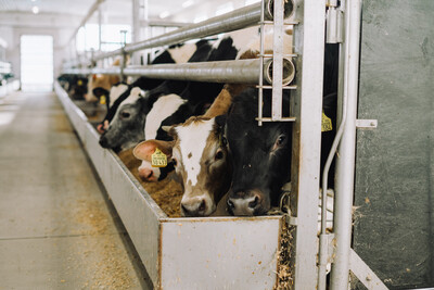 Kälbermast mit Kreuzungstieren - © Kontrollgemeinschaft Deutsches Kalbfleisch Kälbermast mit Kreuzungstieren